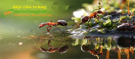 thuoc-diet-kien-ba-khoang-huu-ich-cho-gia-dinh