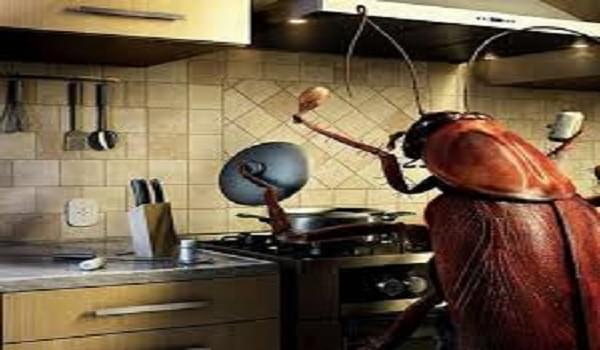 8 cách diệt gián trong nhà hiệu quả đến tận gốc cho tủ bếp
