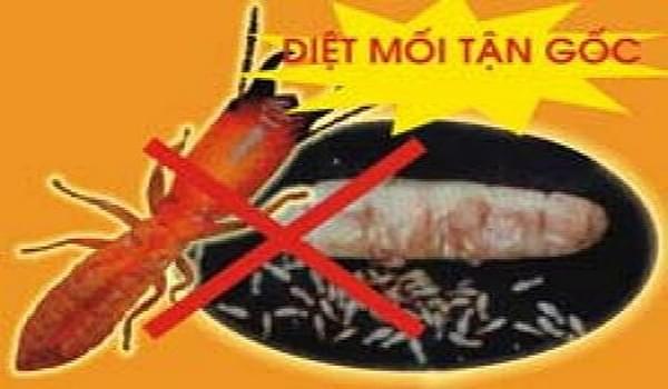 Cách diệt mối trên sàn gỗ cực kỳ hiệu quả