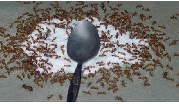 Có nên sử dụng thuốc diệt kiến trong nhà?