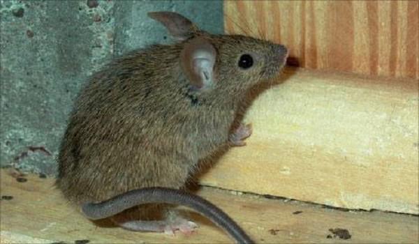 Đặc điểm sinh học của loài chuột nhắt 