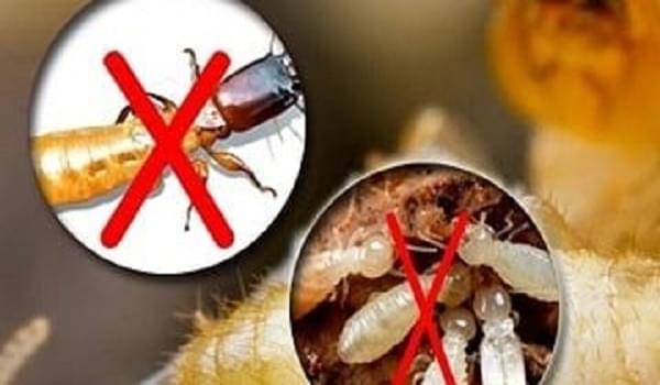 Diệt mối chúa tận gốc là gì? và Tại sao phải diệt mối chúa tận gốc?