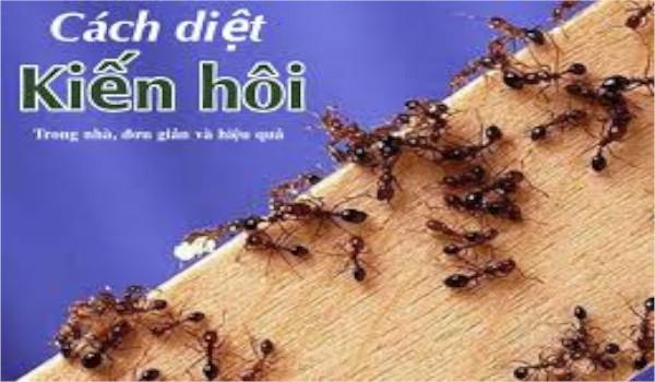 Đốt thắt của kiến hôi bị che bởi cái gì?
