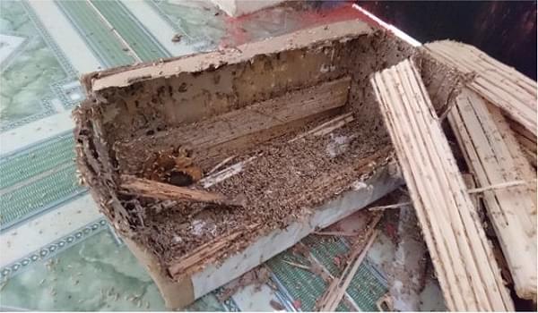 Mẹo diệt mối hiệu quả bằng phương pháp dân gian