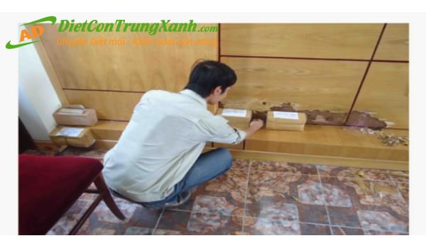 Những bước cơ bản diệt mối tận gốc