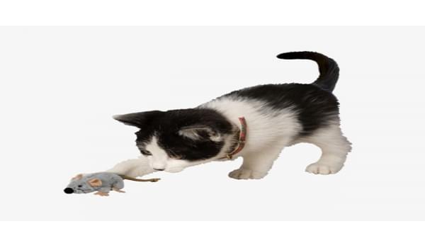 Những bước cơ bản huấn luyện mèo bắt chuột giỏi