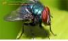 Quy trình và phương pháp dịch vụ diệt ruồi