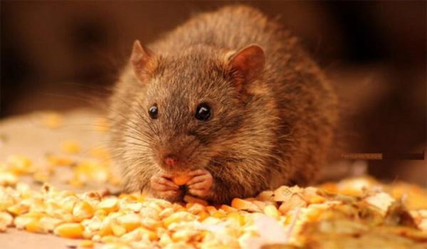 Tác hại của chuột là gì? Cách phòng, trị loài chuột tốt nhất hiện nay mà bạn nên biết