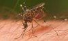 Tác hại của muỗi đối với đời sống con người và giải pháp diệt muỗi tận gốc uy tín nhất hiện nay