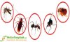 Tìm hiểu thêm về thuốc diệt côn trùng Fendona