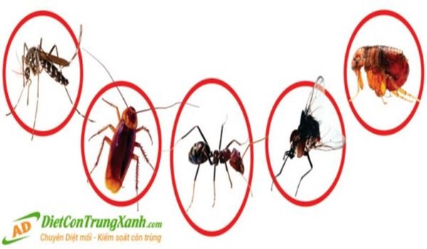 Tìm hiểu thêm về thuốc diệt côn trùng Fendona
